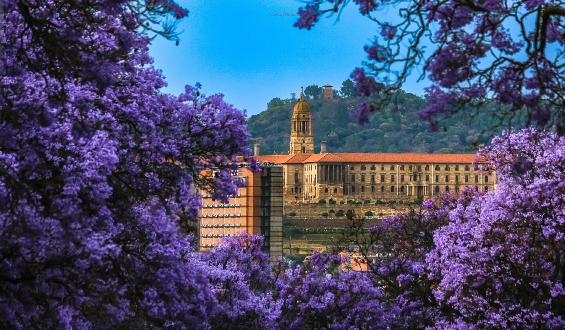 The Union Buildings framed by jacaranda trees in full purple bloom